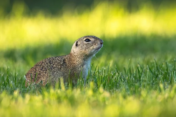 Écureuil solitaire européen la tête levée, observant autour de lui tôt le matin — Photo