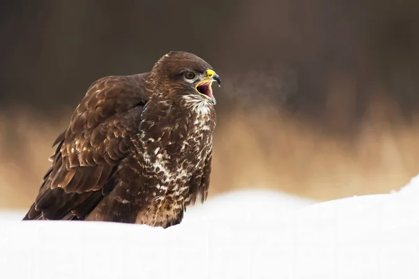 野性的普通秃鹰尖叫着，喙张开，冬天坐在雪地上 — 图库照片