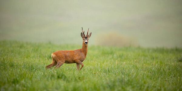 Panoramic wide composition with roe deer, capreolus capreolus, buck in summer.