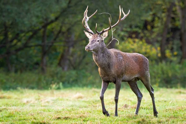 Cervo vermelho enlameado e molhado que vem mais perto em um prado verde no verão . — Fotografia de Stock