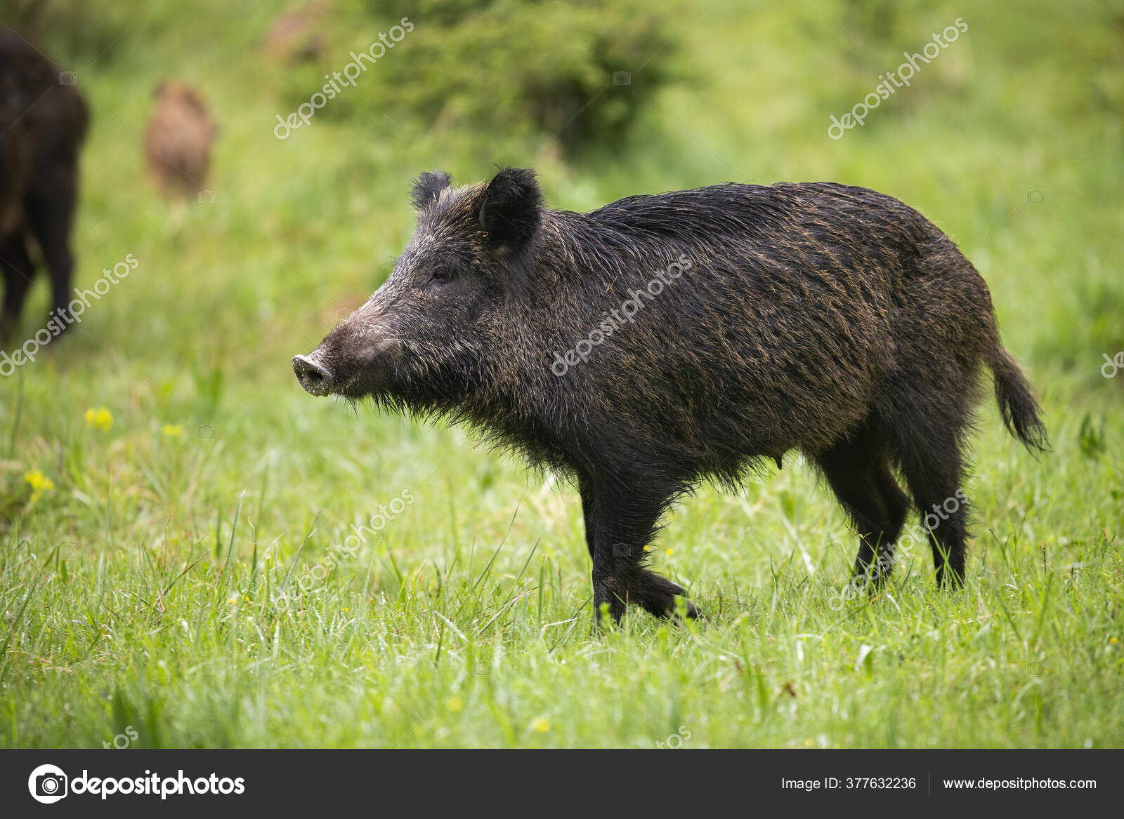 wild boar walking on green meadow with rest of herd behind Stock by ©JakubMrocek