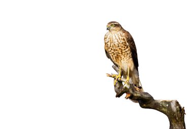 Özenli Avrasyalı atmaca, beyaz dalda izole bir şekilde oturuyor.