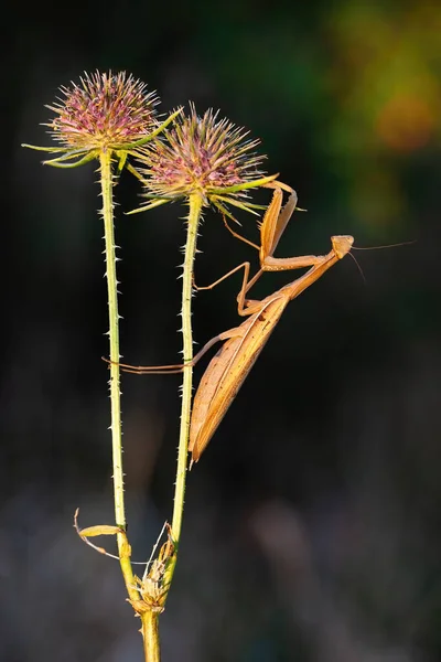 Brown european mantis holding on blooming thistle in summer nature — Stock Photo, Image