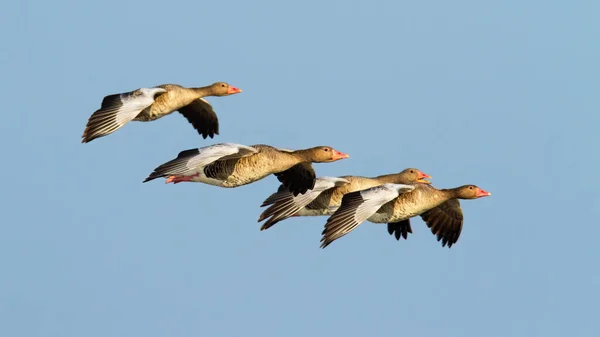 Flock of greylag goose flying against clear blue sky at sunset — Stock Photo, Image