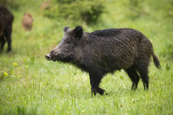 Weibliches Wildschwein läuft auf grüne Wiese, Rest der Herde dahinter — Stockfoto