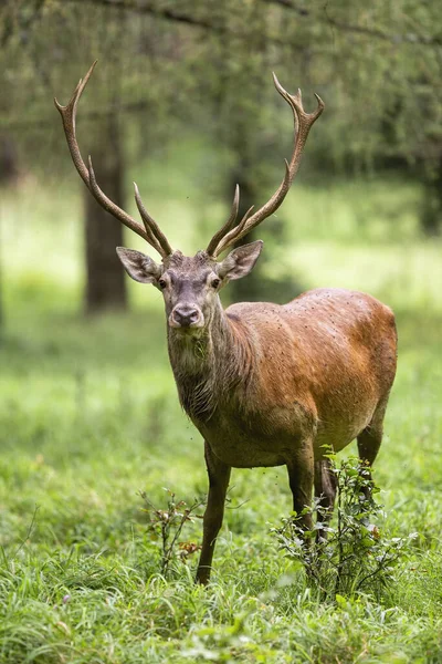 Red deer stag standing in green summer forest and looking into camera — Stock Photo, Image