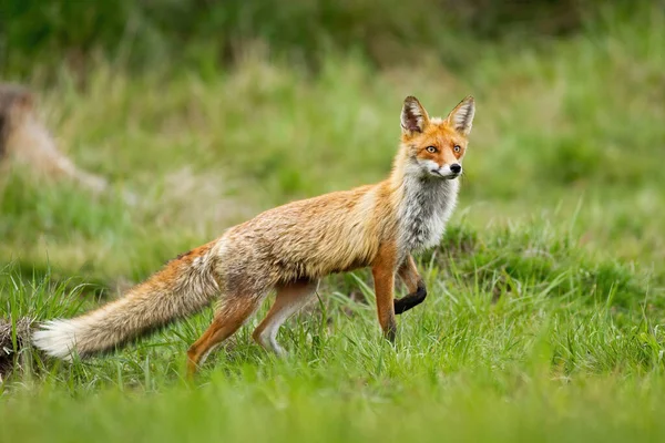 Red fox taking a step with front leg on glade with green grass in summer nature — Stock Photo, Image