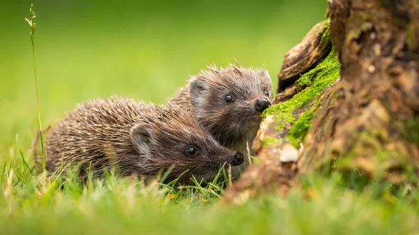 Two siblings of northern white-breasted hedgehog sniffing on meadow — Stock Photo, Image