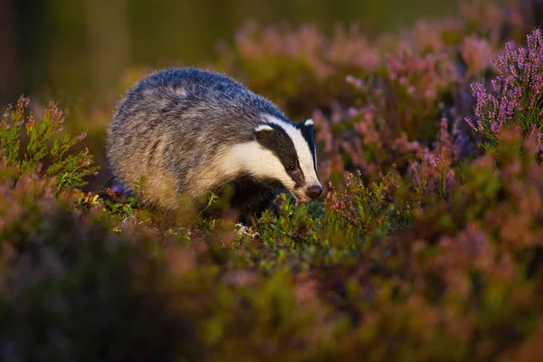 Curious european badger approaching from front view on moorland — Stock Photo, Image