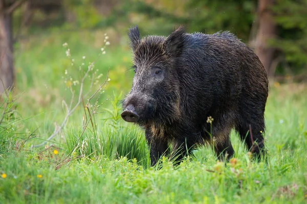 Ausgewachsene Wildschweine mit großer Schnauze suchen auf der Waldlichtung nach frischem Futter — Stockfoto