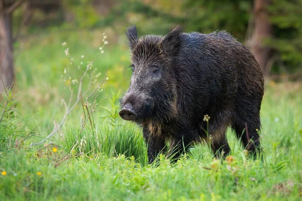 Jabalí salvaje adulto con hocico grande buscando algo de comida fresca en el claro del bosque —  Fotos de Stock