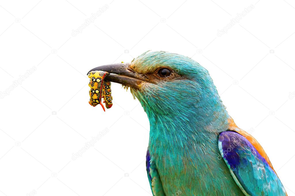 Close-up of european roller holding a colorful maggot in beak isolated on white