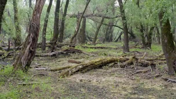 Auenwald mit umgestürzten Bäumen, die mit Moos bedeckt sind und Totholz verrottet — Stockvideo