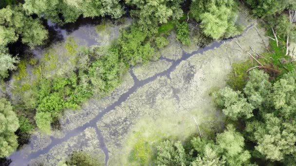 Veduta aerea del fiume oxbow all'interno della foresta ripariale in estate — Video Stock