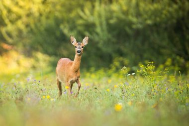 Yazın yeşil bir çayırda çiçeklerle yürüyen geyik yavrusu uyarısı