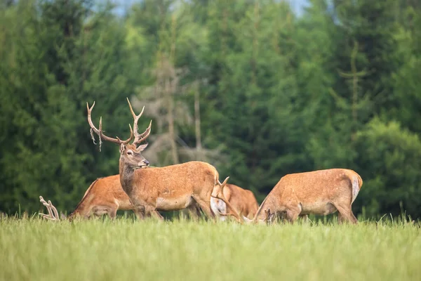 Rebanho de veados vermelhos pastando juntos em um prado verde na natureza de verão — Fotografia de Stock