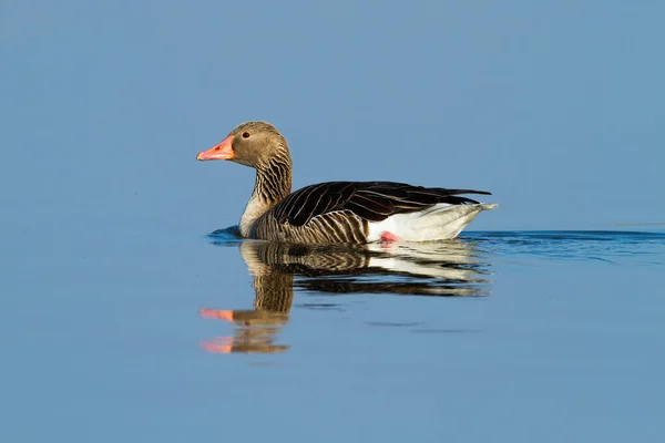 Sunlit solitary greylag goose floating on blue water with reflection on surface — Stock Photo, Image