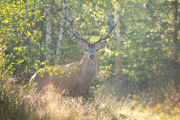 Alerte veado vermelho câmera de frente para o veado em um prado perto da floresta na natureza de verão — Fotografia de Stock