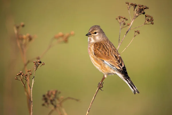 Common linnet female sitting on thin dry plant in spring nature — Stock Photo, Image