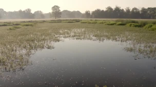 Fliege über Sümpfen mit grüner Wasservegetation und Wildvogel, der an der Oberfläche schwebt — Stockvideo