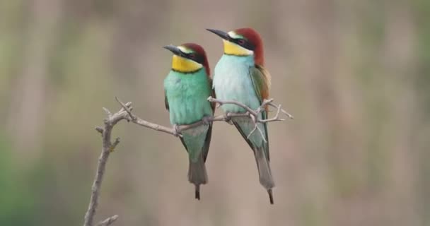 유럽 벌잡 이 새들 이 여름철에 나뭇가지에 앉는 모습 — 비디오