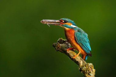 Zarif bir balıkçı ileri doğru uzanıyor ve gagasında bir balık tutuyor.