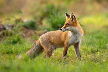 Red fox looking behind over shoulder at sunset in summer clipart
