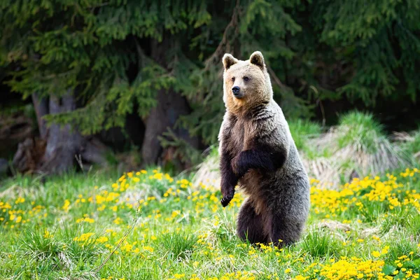 驚くべき茶色のクマは春に垂直位置で後脚に立っています — ストック写真