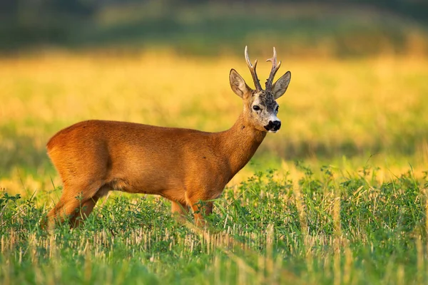 Rehbock beobachtet auf landwirtschaftlichem Feld im Sommer Natur — Stockfoto