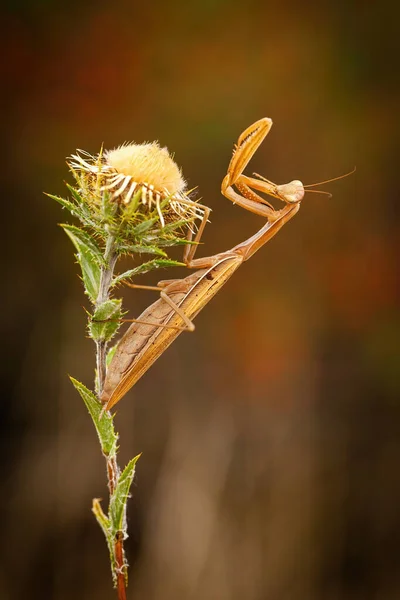 European mantis standing on a wildflower with joined front legs in summer — Stock Photo, Image