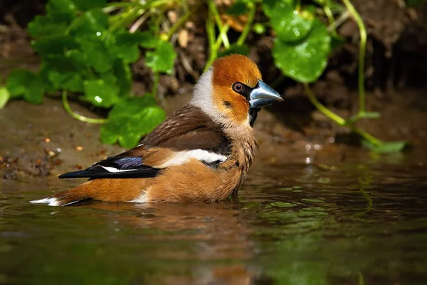 Male hawfinch cleaning wet feathers in shallow pond in summer nature — Stock Photo, Image