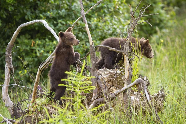 Dwa młode niedźwiedzie brunatne wspinające się po wykorzenionym drzewie w lesie — Zdjęcie stockowe