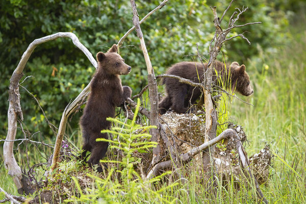 Два медвежонка забираются на выкорчеванное дерево в лесу
