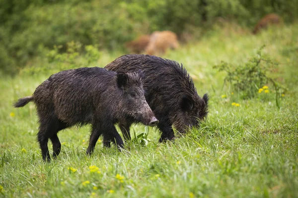 Wet wild boars feeding on green meadow in summer nature — Stock Photo, Image