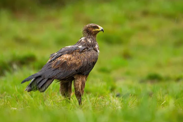 Nat minder gevlekte adelaar die in de regen waarneemt vanuit het achteraanzicht — Stockfoto