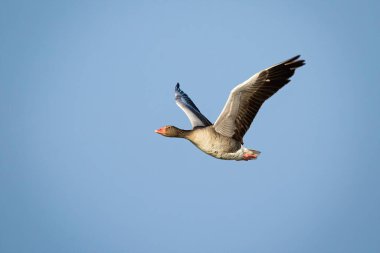 Mavi gökyüzüne karşı açık kanatlı Greylag kazı uçuyor.