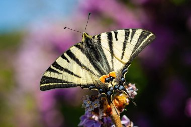 Top view of scarce swallowtail sitting on violet flower in summer clipart