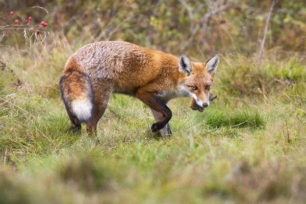 Raposa vermelha virando em um prado com grama verde e segurando pássaro morto — Fotografia de Stock