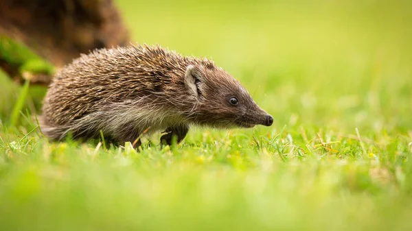Young northern white-breasted hedgehog walking on meadow with green grass — Stock Photo, Image