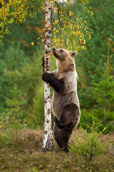 Female brown bear climbing thin birch tree on heathland in autumn nature — Stock Photo, Image
