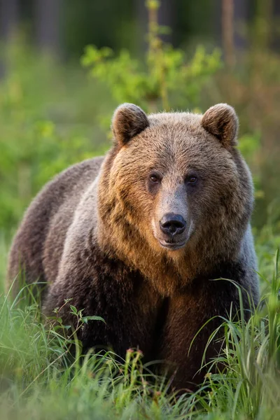 Retrato vertical de urso marrom observando na grama verde da frente — Fotografia de Stock