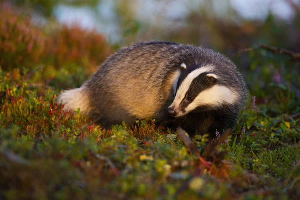 Thoughtful european badger looking for food in moorland at sunrise in summer. — Stock Photo, Image