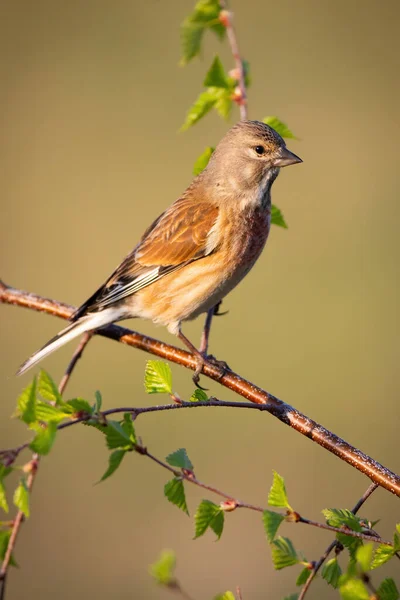 Female common linnet perched on tree twig in vertical composition at sunrise — Stock Photo, Image