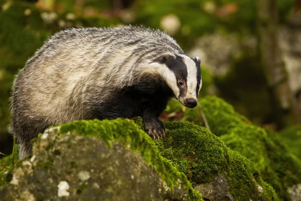 European badger walking on rocks with green moss in summer forest — Stock Photo, Image