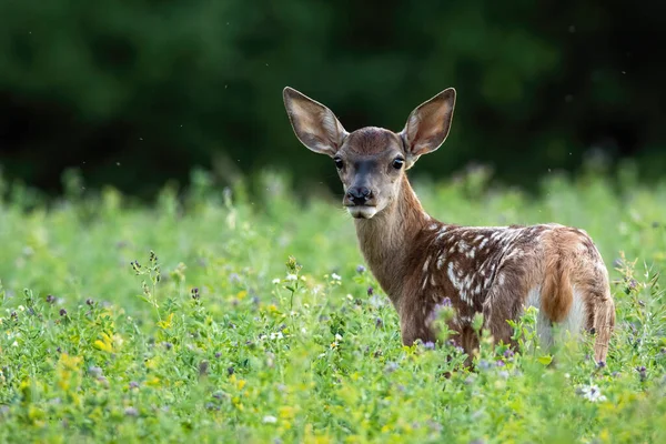 Carino cervo rosso cervo guardando indietro su un prato verde nella natura estiva — Foto Stock