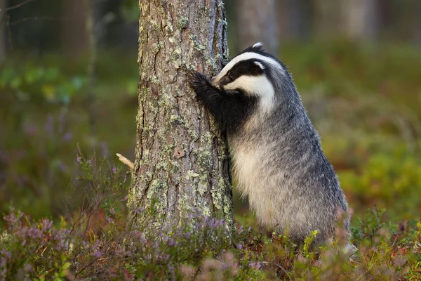 Fluffy european badger sniffing trunk of coniferous tree with nose — Stock Photo, Image