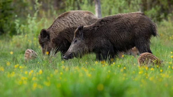 꽃이 피어 있는 초원에서 있는 평화 로운 멧돼지 떼 — 스톡 사진