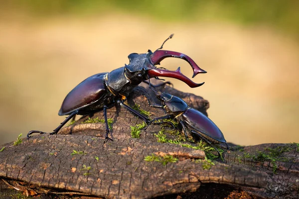 Male and female stag beetle standing together on tree trunk in summer — Stock Photo, Image