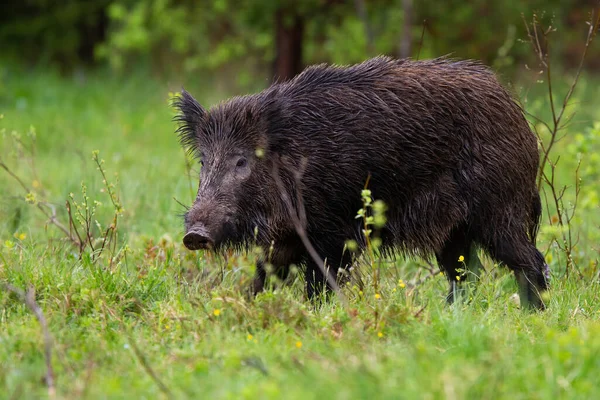 Threatening wild boar going on glade in summer evening from side view — Stock Photo, Image