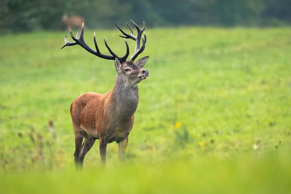 Red deer stag looking around in his territory on meadow in rutting season — Stock Photo, Image